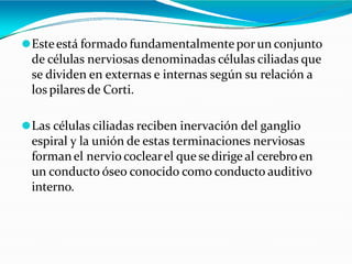⚫Esteestá formado fundamentalmenteporun conjunto
de células nerviosas denominadas células ciliadas que
se dividen en externas e internas según su relación a
los pilares de Corti.
⚫Las células ciliadas reciben inervación del ganglio
espiral y la unión de estas terminaciones nerviosas
formanel nervio coclearel que sedirige al cerebroen
un conducto óseo conocido como conducto auditivo
interno.
 
