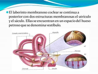 ⚫El laberinto membranoso coclear se continua a
posterior con dos estructuras membranosas el utrículo
yel sáculo. Ellasse encuentran en un espaciodel hueso
petrosoquesedenominavestíbulo.
 