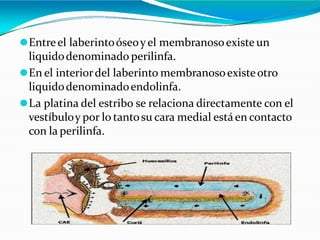 ⚫Entreel laberintoóseoy el membranosoexiste un
liquidodenominado perilinfa.
⚫En el interiordel laberinto membranosoexisteotro
liquidodenominadoendolinfa.
⚫La platina del estribo se relaciona directamente con el
vestíbuloy por lo tantosu cara medial estáen contacto
con la perilinfa.
 