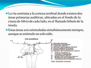 ⚫Lavíacontinúaa lacortezacerebral dondeexistendos
áreas primarias auditivas, ubicadas en el fondo de la
cisurade Silviodecada lado, en el llamado lóbulode la
ínsula.
⚫Estasáreas son estimuladassimultáneamentesiempre,
aunqueseestimule un solooído.
 
