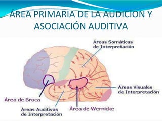 ÁREA PRIMARIA DE LA AUDICION Y
ASOCIACIÓN AUDITIVA
 