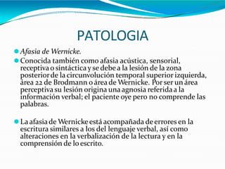 PATOLOGIA
⚫Afasia de Wernicke.
⚫Conocida también como afasia acústica, sensorial,
receptivao sintácticay se debea la lesión de la zona
posteriorde la circunvolución temporal superior izquierda,
área 22 de Brodmann o área de Wernicke. Por ser un área
perceptivasu lesión origina unaagnosia referidaa la
información verbal; el paciente oye pero no comprende las
palabras.
⚫Laafasiade Wernicke está acompañada deerrores en la
escritura similares a los del lenguaje verbal, así como
alteraciones en la verbalización de la lectura y en la
comprensión de loescrito.
 