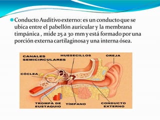 ⚫ConductoAuditivoexterno: es un conductoque se
ubica entre el pabellón auricular y la membrana
timpánica , mide 25 a 30 mm yestá formadoporuna
porción externacartilaginosay una interna ósea.
 