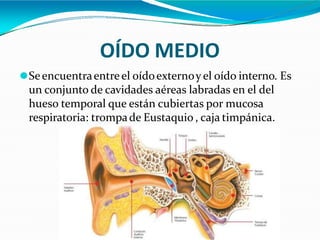 OÍDO MEDIO
⚫Seencuentraentreel oídoexternoyel oído interno. Es
un conjunto de cavidades aéreas labradas en el del
hueso temporal que están cubiertas por mucosa
respiratoria: trompade Eustaquio , caja timpánica.
 