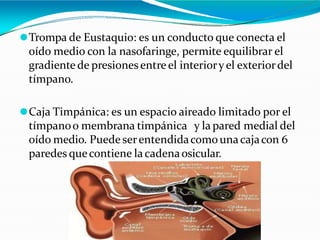 ⚫Trompa de Eustaquio: es un conducto que conecta el
oído medio con la nasofaringe, permite equilibrar el
gradiente de presiones entre el interioryel exteriordel
tímpano.
⚫Caja Timpánica: es un espacio aireado limitado por el
tímpanoo membrana timpánica y la pared medial del
oído medio. Puede serentendidacomounacajacon 6
paredes quecontiene lacadenaosicular.
 