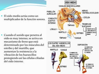  El laberinto membranoso anterior (coclear) presenta
la forma de un conducto el que da dos y media vueltas
y contiene en ...