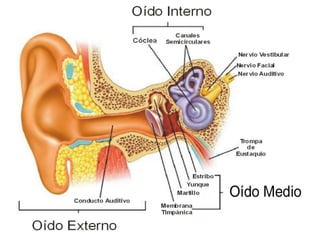 OÍDO EXTERNO
 Está formado por el pabellón auricular y el
conducto auditivo externo.
 El pabellón auricular se ubica ent...