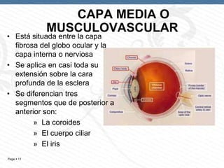 CAPA MEDIA O
MUSCULOVASCULAR

• Está situada entre la capa
fibrosa del globo ocular y la
capa interna o nerviosa
• Se aplica en casi toda su
extensión sobre la cara
profunda de la esclera
• Se diferencian tres
segmentos que de posterior a
anterior son:
» La coroides
» El cuerpo ciliar
» El iris
Page  11

 
