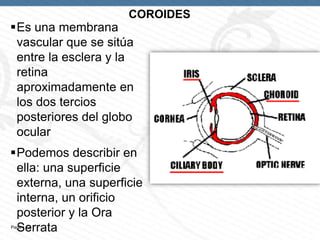 COROIDES

Es una membrana
vascular que se sitúa
entre la esclera y la
retina
aproximadamente en
los dos tercios
posteriores del globo
ocular

Podemos describir en
ella: una superficie
externa, una superficie
interna, un orificio
posterior y la Ora
Serrata
Page  12

 