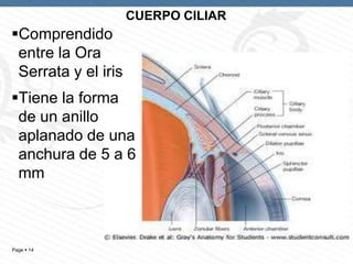 CUERPO CILIAR

Comprendido
entre la Ora
Serrata y el iris
Tiene la forma
de un anillo
aplanado de una
anchura de 5 a 6
mm

Page  14

 