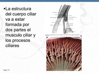La estructura
del cuerpo ciliar
va a estar
formada por
dos partes el
musculo ciliar y
los procesos
ciliares

Page  15

 