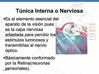 Túnica Interna o Nerviosa
Es el elemento esencial del
aparato de la visión pues
es la capa nerviosa
adaptada para percibir los
estímulos luminosos y
transmitirlas al nervio
óptico.
Básicamente conformado
por la Retina(neuronas
sensoriales).
Page  17

 