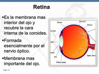Retina
Es la membrana mas
interior del ojo y
recubre la cara
interna de la coroides.
Formada
esencialmente por el
nervio óptico.
Membrana mas
importante del ojo.
Page  18

 