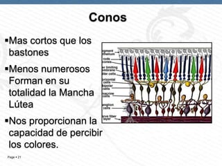 Conos
Mas cortos que los
bastones
Menos numerosos
Forman en su
totalidad la Mancha
Lútea
Nos proporcionan la
capacidad de percibir
los colores.
Page  21

 
