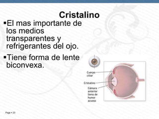 Cristalino

El mas importante de
los medios
transparentes y
refrigerantes del ojo.
Tiene forma de lente
biconvexa.

Page  23

 