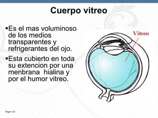 Cuerpo vitreo
Es el mas voluminoso
de los medios
transparentes y
refrigerantes del ojo.
Esta cubierto en toda
su extencion por una
menbrana hialina y
por el humor vitreo.

Page  24

 
