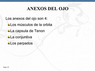 ANEXOS DEL OJO
Los anexos del ojo son 4:
Los músculos de la orbita

La capsula de Tenon
La conjuntiva
Los parpados

Page  27

 