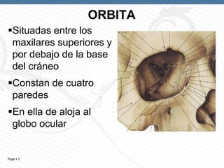 ORBITA
Situadas entre los
maxilares superiores y
por debajo de la base
del cráneo
Constan de cuatro
paredes

En ella de aloja al
globo ocular

Page  3

 