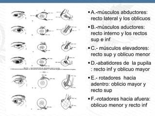  A.-músculos abductores:
recto lateral y los oblicuos

 B.-músculos aductores:
recto interno y los rectos
sup e inf
 C.- músculos elevadores:
recto sup y oblicuo menor
 D.-abatidores de la pupila
: recto inf y oblicuo mayor

 E.- rotadores hacia
adentro: oblicio mayor y
recto sup
 F.-rotadores hacia afuera:
oblicuo menor y recto inf
Page  31

 