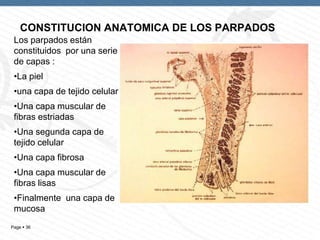 CONSTITUCION ANATOMICA DE LOS PARPADOS
Los parpados están
constituidos por una serie
de capas :
•La piel
•una capa de tejido celular

•Una capa muscular de
fibras estriadas
•Una segunda capa de
tejido celular

•Una capa fibrosa
•Una capa muscular de
fibras lisas
•Finalmente una capa de
mucosa
Page  36

 