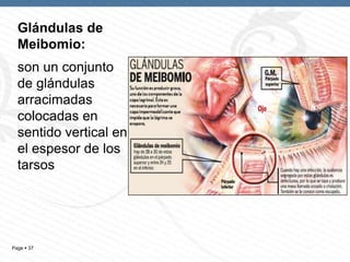 Glándulas de
Meibomio:
son un conjunto
de glándulas
arracimadas
colocadas en
sentido vertical en
el espesor de los
tarsos

Page  37

 