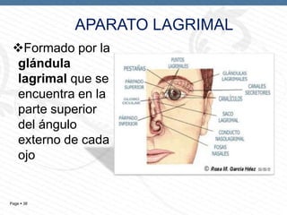 APARATO LAGRIMAL
Formado por la
glándula
lagrimal que se
encuentra en la
parte superior
del ángulo
externo de cada
ojo

Page  38

 