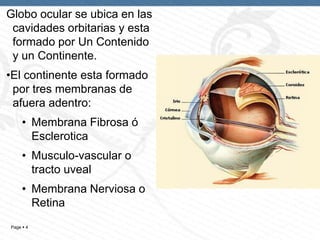 Globo ocular se ubica en las
cavidades orbitarias y esta
formado por Un Contenido
y un Continente.
•El continente esta formado
por tres membranas de
afuera adentro:
• Membrana Fibrosa ó
Esclerotica
• Musculo-vascular o
tracto uveal
• Membrana Nerviosa o
Retina
Page  4

 