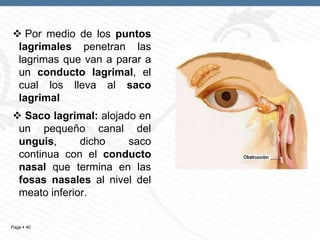  Por medio de los puntos
lagrimales penetran las
lagrimas que van a parar a
un conducto lagrimal, el
cual los lleva al saco
lagrimal
 Saco lagrimal: alojado en
un pequeño canal del
unguis,
dicho
saco
continua con el conducto
nasal que termina en las
fosas nasales al nivel del
meato inferior.
Page  40

 