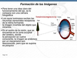 Formación de las Imágenes
 Para tener una idea clara del
funcionamiento del ojo, se lo
compara con una cámara
fotográfica
 Los rayos luminosos excitan las
neuronas sensoriales receptoras
de la retina formando
la imagen invertida del objeto que
miramos.
 En el centro de la visión, que se
encuentra en la zona occipital
del cerebro, donde
la percepción se vuelve
consciente, la imagen se endereza
por un mecanismo aún
desconocido, pero que se supone
es psíquico

Page  42

 