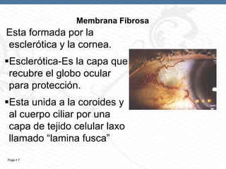 Membrana Fibrosa

Esta formada por la
esclerótica y la cornea.

Esclerótica-Es la capa que
recubre el globo ocular
para protección.
Esta unida a la coroides y
al cuerpo ciliar por una
capa de tejido celular laxo
llamado “lamina fusca”
Page  7

 