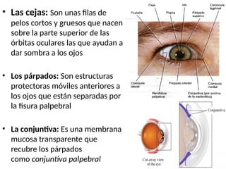organo de los sentidos anatomia.pptx final | PPTX