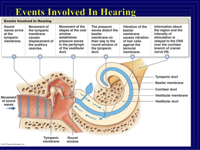 Special Senses - Organ of Corti