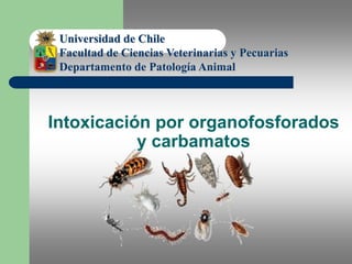 Universidad de Chile Facultad de Ciencias Veterinarias y Pecuarias Departamento de Patología Animal Intoxicación por organofosforados y carbamatos 