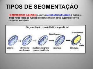 TIPOS DE SEGMENTAÇÃOHoloblástica ou total: a segmentação envolve todo o ovo.a) Holoblástica igual: o ovo se divide em blastômeros de mesmo tamanho. Ocorre nos ovos oligolécitos (de mamíferos placentáros, equinodermos e anfioxo)b) Holoblástica desigual: ocorre no ovo heterolécito ou telolécito  incompleto ( anelídeos, moluscos e anfíbios), onde, pela distribuição desigual do vitelo, os blastômeros resultantes têm tamanho diferente. No pólo animal (com pouco vitelo) surgem células pequenas (micrômeros), e no pólo vegetativo surgem células maiores (macrômeros). 