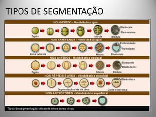 TIPOS DE SEGMENTAÇÃOMeroblásticas ou parcial: apenas uma parte do ovo se envolve na segmentação.a) Meroblástica discoidal: no ovo telolécito  completo ( megalécito ou macrolécito: répteis, aves e peixes), o vitelo enche quase todo o seu interior, exceto o pólo animal (disco germinativo). Somente nesse ponto ocorrem mitoses, e a região vitelínica não se divide.