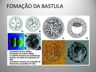 TIPOS DE SEGMENTAÇÃOb) Meroblástica superficial: nos ovos centrolécitos( artrópodos), o núcleo se divide várias vezes, os núcleos resultantes migram para a superfície do ovo e continuam a se dividir.TIPOS DE SEGMENTAÇÃO 