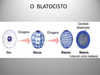 FOMAÇÃO DA BASTULA