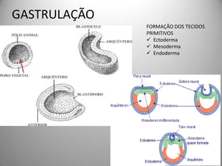 DESENVOLVIMENTO DO ANFIOXO