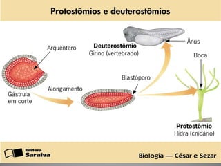 GASTRULAÇÃOFORMAÇÃO DOS TECIDOS PRIMITIVOS  Ectoderma 