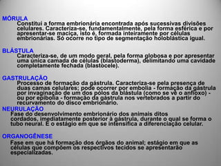 OVIVIPAROSSECULOS XII-XIIIPROFORMISTAS – NO ESPERMAEPIGENISTAS – NO OVULO  