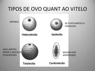 SEQUENCIAOVO              MORULA                     BLASTULA                                GASTRULA                                       NEURULA                                               ORGANOGENESE
