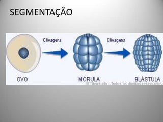 TIPOS DE OVO QUANT AO VITELOANFIBIOSDE PLATELMINTOS A CORDADOSAVES ,REPTEIS PEIXAE E MOLSCOS CEFALOPODESMAIORIA DOS ARTROPODES
