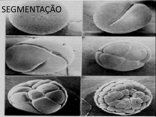 A) OLIGOLÉCITOS: OVOS COM PEQUENA QUANTIDADE DE VITELO, DISTRIBUÍDOS UNIFORMEMENTE PELO CITOPLASMA. TAMBÉM CHAMADOS ISOLÉCITOS. ENCONTRADOS EM EQUINODERMOS, PORÍFEROS, CNIDÁRIOS E MAMÍFEROS PLACENTÁRIOS( QUE POSSUEM DESENVOLVIMENTO EMBRIONÁRIO LONGO E CUJOS EMBRIÕES SÃO NUTRIDOS PELA MÃE, POR INTERMÉDIO DA PLACENTA).B) TELOLÉCITO INCOMPLETO OU HETEROLÉCITOS: POSSUEM MÉDIA QUANTIDADE DE VITELO, PODENDO SER CONHECIDOS POR MEDIOLÉCITOS. O VITELO DISTRIBUI-SE IRREGULARMENTE, CONCENTRANDO-SE EM UM DOS PÓLOS. ANFÍBIOS, MOLUSCOS E ANELÍDEOS. C) TELOLÉCITO COMPLETO OU MEGALÉCITO: TEM GRANDE QUANTIDADE DE VITELO, QUE OCUPA QUASE TODO O OVO. OCORRE EM PEIXES, RÉPTEIS , AVES E MAMÍFEROS OVÍPAROSD) CENTROLÉCITOS: O VITELO, NESTES OVOS, CIRCUNDA O NÚCLEO. É TÍPICO DE ARTRÓPODOS. 