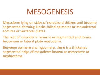 Organogenesis by AAR | PPTX