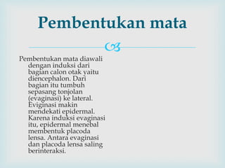 
Pembentukan mata
Pembentukan mata diawali
dengan induksi dari
bagian calon otak yaitu
diencephalon. Dari
bagian itu tumbuh
sepasang tonjolan
(evaginasi) ke lateral.
Eviginasi makin
mendekati epidermal.
Karena induksi evaginasi
itu, epidermal menebal
membentuk placoda
lensa. Antara evaginasi
dan placoda lensa saling
berinteraksi.
 
