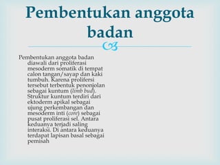 
Pembentukan anggota
badan
Pembentukan anggota badan
diawali dari proliferasi
mesoderm somatik di tempat
calon tangan/sayap dan kaki
tumbuh. Karena prolifersi
tersebut terbentuk penonjolan
sebagai kuntum (limb bud).
Struktur kuntum terdiri dari
ektoderm apikal sebagai
ujung perkembangan dan
mesoderm inti (core) sebagai
pusat proliferasi sel. Antara
keduanya terjadi saling
interaksi. Di antara keduanya
terdapat lapisan basal sebagai
pemisah
 
