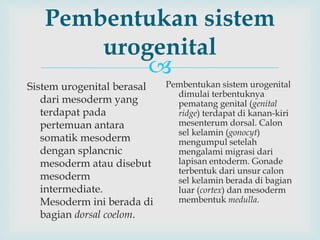 
Pembentukan sistem
urogenital
Sistem urogenital berasal
dari mesoderm yang
terdapat pada
pertemuan antara
somatik mesoderm
dengan splancnic
mesoderm atau disebut
mesoderm
intermediate.
Mesoderm ini berada di
bagian dorsal coelom.
Pembentukan sistem urogenital
dimulai terbentuknya
pematang genital (genital
ridge) terdapat di kanan-kiri
mesenterum dorsal. Calon
sel kelamin (gonocyt)
mengumpul setelah
mengalami migrasi dari
lapisan entoderm. Gonade
terbentuk dari unsur calon
sel kelamin berada di bagian
luar (cortex) dan mesoderm
membentuk medulla.
 