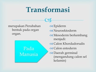
Transformasi
merupakan Perubahan
bentuk pada organ
organ.
 Epiderm
 Neuroektoderm
 Mesoderm berkembang
menjadi:
 Calon Khordadorsalis
 Calon entoderm
 Daerah germinal
(mengandung calon sel
kelamin)
Pada
Manusia
 