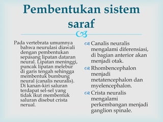 
Pembentukan sistem
saraf
Pada vertebrata umumnya
bahwa neurulasi diawali
dengan pembentukan
sepasang lipatan dataran
neural. Lipatan meninggi,
puncak lipatan melebur
di garis tengah sehingga
membentuk bumbung
neural (canalis neuralis).
Di kanan-kiri saluran
terdapat sel-sel yang
tidak ikut membentuk
saluran disebut crista
nerual.
 Canalis neuralis
mengalami diferensiasi,
di bagian anterior akan
menjadi otak.
 Rhombencephalon
menjadi
metatencephalon dan
myelencephalon.
 Crista neuralis
mengalami
perkembangan menjadi
ganglion spinale.
 