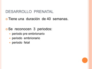 DESARROLLO PRENATAL
 Tiene una duración de 40 semanas.
 Se reconocen 3 periodos:
 periodo pre embrionario
 periodo emb...